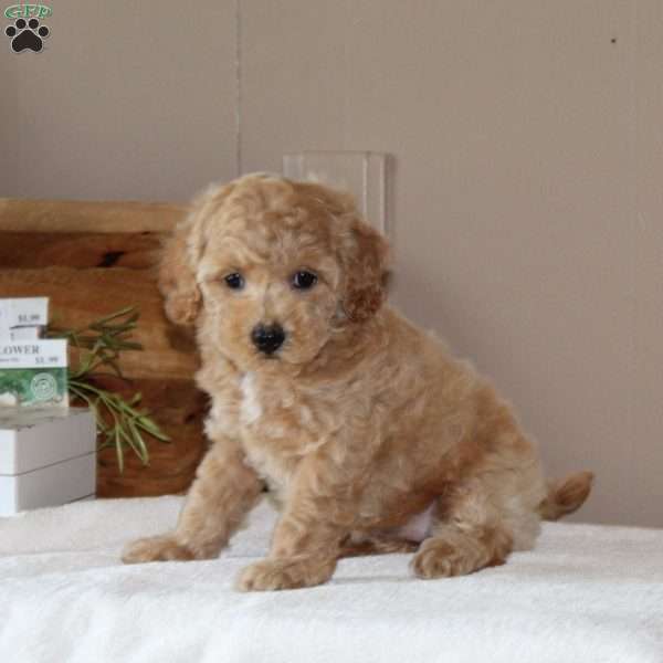 Aspen, Bich-Poo Puppy